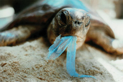 Sea-Turtles-and-Plastic-Bags_smalll